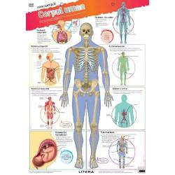 Aceast&259; colec&539;ie de PLAN&536;E COLOR cu dimensiuni de 48x68 cm este instrumentul ideal pentru îmbog&259;&539;irea &537;i fixarea cuno&537;tin&539;elor dobândite la gr&259;dini&539;&259; sau la &537;coal&259; Plan&537;ele pot decora atât pere&539;ii camerei copiilor cât &537;i pe cei ai s&259;lii de clas&259;