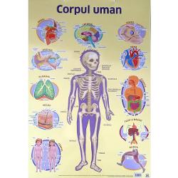 Plansa cu corpul uman ce include informatii cheie despre sistemele si organele corpuluiDimensiuni 70 x 50 cmGreutate 013 kg