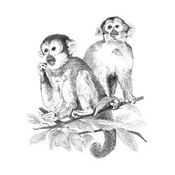 Crochiu incepatori MaimutePrin acest set Crochiu incepatori Maimute&nbsp;te invitam sa pasesti cu incredere in aceasta lume frumoasa a hobby-ului Urmand pasii din ghidare acest set iti va reda un succes Schitarea ajuta la dezvoltarea unor diferite zone ale creieruluiTotodata iti dezvolti capacitatea de a te concentra si de a acorda atentie o abilitate care iti poate fi 