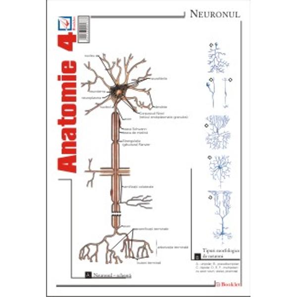 Plansa de Anatomie 4 contine reprezentari si notiuni teoretice ale neuronului sinapsei maduvei spinarii cerebelului