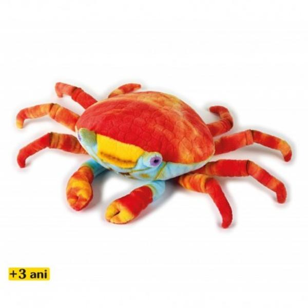 Crab rosu este un crustaceu care se gaseste de-a lungul coastei continentelor americane Se hraneste cu alge in principal si traieste plaji stancoase batute permanent de apele oceanice Este un crab mic - carapacea sa abia daca are mai mult de 8 cm - si agil fiind greu de prins atunci cand o zbugheste sa se ascunda in crapaturi dintre stanci si sub mal In insulele Galapagos acesti crabi micuti au format o simbioza cu 