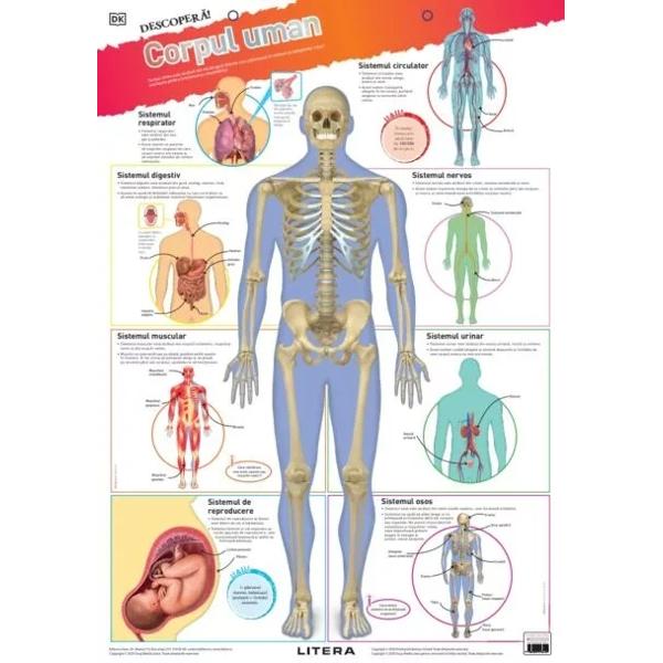Aceast&259; colec&539;ie de PLAN&536;E COLOR cu dimensiuni de 48x68 cm este instrumentul ideal pentru îmbog&259;&539;irea &537;i fixarea cuno&537;tin&539;elor dobândite la gr&259;dini&539;&259; sau la &537;coal&259; Plan&537;ele pot decora atât pere&539;ii camerei copiilor cât &537;i pe cei ai s&259;lii de clas&259;