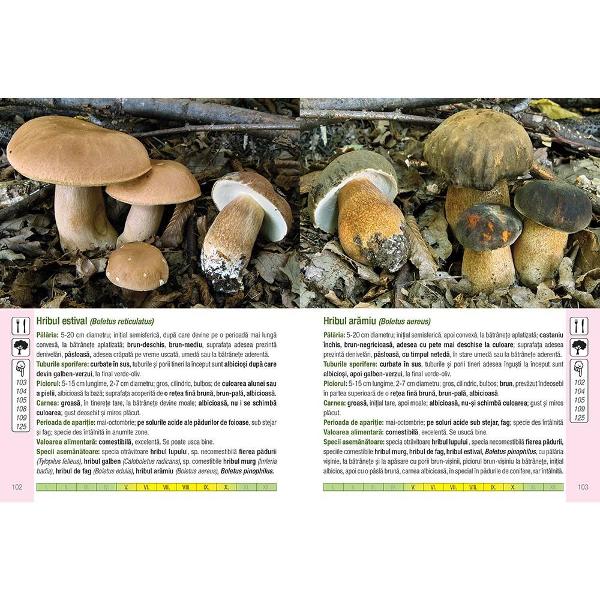 Aceast&259; carte con&539;ine prezentarea a 555 specii de ciuperci 371 cufotografii color cu care ne putem întâlni în timpul drume&539;iilor noastreprin p&259;duri &537;i pe câmpuri• Ciupercile sunt prezentate în mediul lor natural cu eviden&539;iereacaracteristicilor lor principale• Pictogramele de pe coper&539;ile interioare ale c&259;r&539;ii ajut&259; la identificarea&537;i diferen&539;ierea 