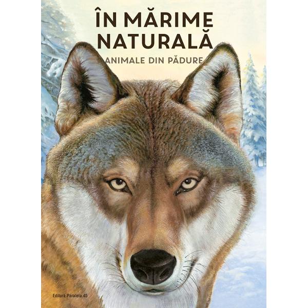 S&259; te &icirc;nt&acirc;lne&537;ti fa&539;&259; &icirc;n fa&539;&259; cu un lup S&259; dai nas &icirc;n nas cu un urs Sau s&259; prive&537;ti o c&259;prioar&259; &icirc;n ochii s&259;i mari &Icirc;n s&259;lb&259;ticie astfel de &icirc;nt&acirc;lniri sunt aproape imposibile Majoritatea animalelor sunt foarte sperioase &537;i se ascund de noi oamenii Dar aceast&259; carte este una magic&259; &icirc;n ea animalele ne privesc de foarte aproape ochi &icirc;n ochi 