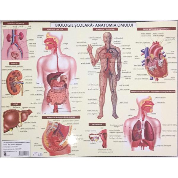 Plansa Anatomie