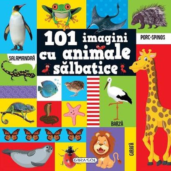 Pentru micutii iubitori de animale editura Girasol vine in ajutorul lor cu o carte plina de ilustratii frumoase despre lumea fascinanta a animalelorCartea este plina de ilustratii cu animale salbatice Afla si tu despre cele mai frumoase cele mai misterioase si cele mai fioroase vietuitoare din regatul animalelor 101 imagini cu animale salbatice are toate paginile cartonate iar coperta este cartonata si buretata