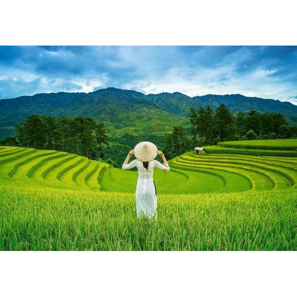Puzzle de 1000 piese cu Rice fields in Vietnam Puzzle-ul are dimensiunile 68 x 47 cm si cutia 35 x 25 x 5 cm Pentru cei cu varste de peste 9 ani