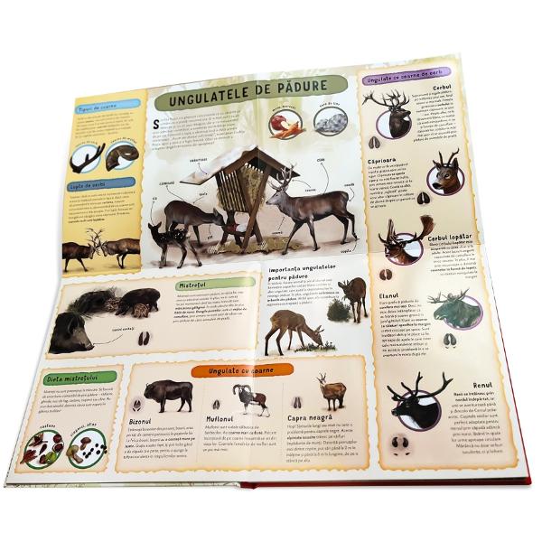 A fost odat&259; ca niciodat&259; o feti&539;&259; foarte curioas&259; cu o p&259;l&259;rie ro&537;ie pe care toat&259; lumea o numea doar Scufi&539;a Ro&537;ie Poate ai auzit c&259; ea mergea la bunica ei &537;i întâlne&537;te lupul pe drum Dar pu&539;ini oameni &537;tiu c&259; în c&259;l&259;toria sa plin&259; de aventuri ea s-a întâlnit &537;i cu alte animale din p&259;dure precum p&259;s&259;ri cânt&259;toare o 