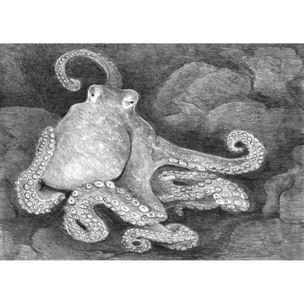 Schita creion incepatori mica CaracatitaDesenarea si schitarea sunt hobby-uri grozave pe care le poti face &icirc;n orice moment Te invitam sa indraznesti sa pasesti in aceasta lume inedita a hobby-ului prin acest set&nbsp;Schita creion incepatori mica Caracatita&nbsp;care urmand ghidarea reda un succes Este un prim pas spre a-ti putea elibera mintea de la orice te streseaza si este o modalitate excelenta de a te distra si de a-ti lasa mintea 