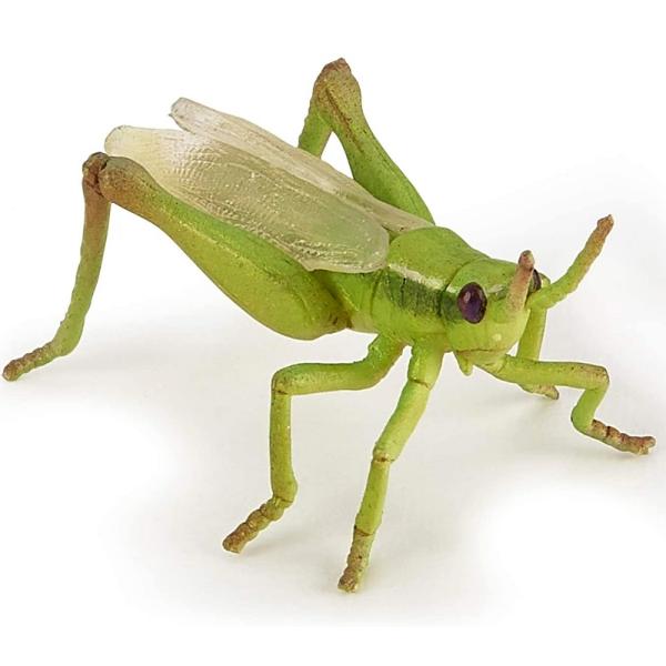 Figurina Papo -&nbsp;GreiereCe poate fi mai frumos decat sa explorezi varietatea speciilor de animale si pasari existente pe Terra Acum iti poti imbogati cunostintele intr-un mod interactiv prin intermediul figurinelor licentiate PapoFigurina Papo Greiere&nbsp;este o jucarie pictata manual care atrage prin detaliile care redau infatisarea animalului viuFigurina Papo-Greiere&nbsp;este o jucarie 
