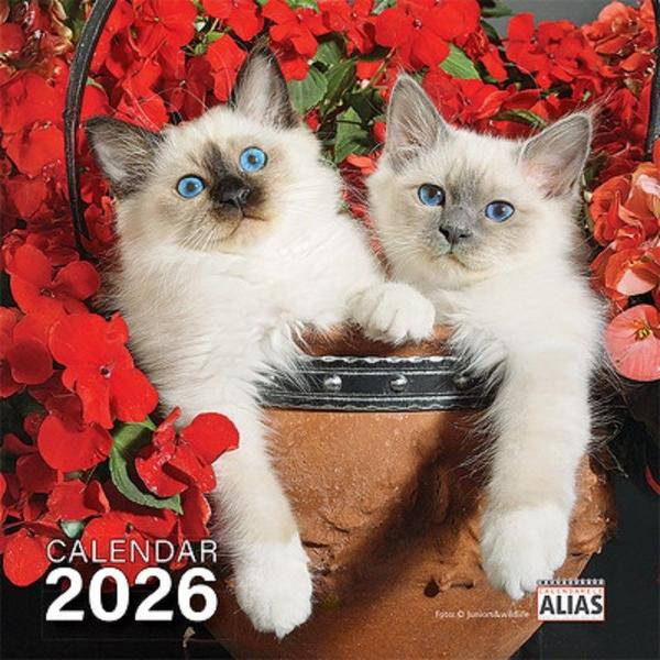 Mini calendar capsat pisici